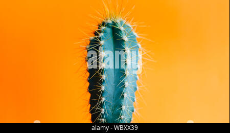 Cactus verde closeup su arancio brillante background color pastello. Colorato di giallo alla moda estiva concetto creativo. Minimal pop contemporanea arte. Funky housepl Foto Stock