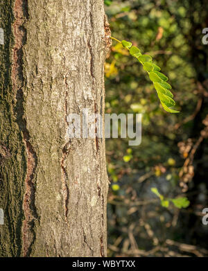 Un rametto di acacia cresce da un grosso albero Foto Stock