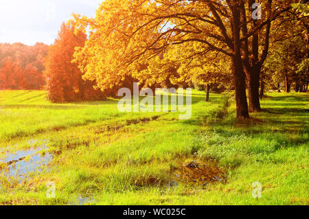 Autunno in Ottobre il paesaggio. Golden Park alberi e allagato prato in autunno park in tempo soleggiato. Colori d'autunno scena naturale Foto Stock