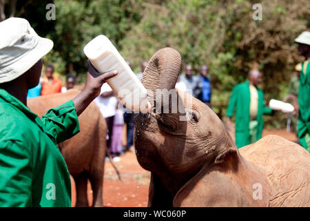 Elefante orfani essendo alimentato in Kenya Foto Stock