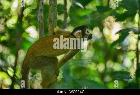 Lo scoiattolo scimmia nella giungla in Tambopata Riserva, Amazzonia peruviana Foto Stock