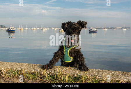 Schnauzer Dog in miniatura che si affaccia sulla parete dal mare con boatsd galleggianti nel terreno posteriore Foto Stock