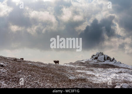 Una rara caduta di neve su Woolpack Carn, la guarnigione, St. Mary's, isole Scilly, REGNO UNITO Foto Stock