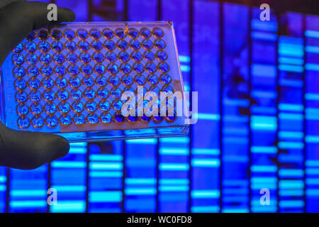 Il test del DNA. Piastra ben sullo sfondo di electrophoregram. Foto Stock