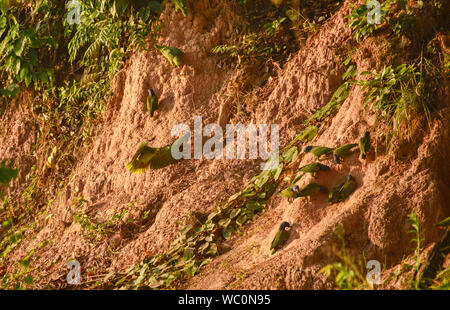 A testa azzurra e giallo-incoronato pappagalli alimentando ad un'argilla leccare, fiume Tambopata, Amazzonia peruviana Foto Stock