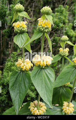 Gerusalemme salvia, Phlomis fruticosa Foto Stock