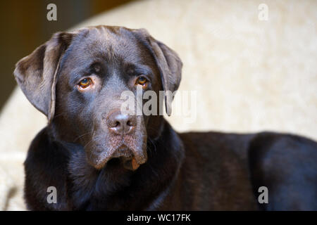 Il cioccolato Labrador cane ritratto Foto Stock