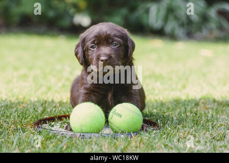 Sei settimane vecchio cioccolato Labrador cucciolo con due palle da tennis e una racchetta Foto Stock