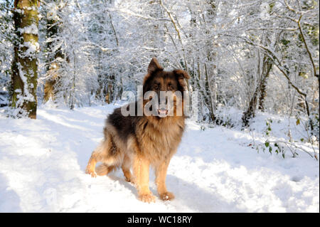 Capelli lunghi Sheppard tedesco cane in un inverno nevoso woodland Foto Stock