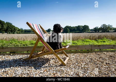 Cane Cockapoo seduto su una sedia a sdraio da giardino Foto Stock
