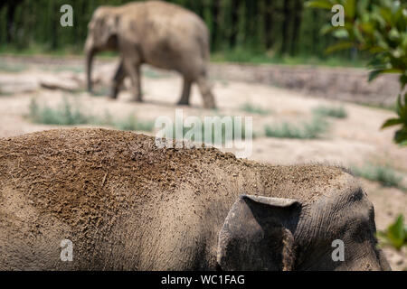 Elefante Foto Stock