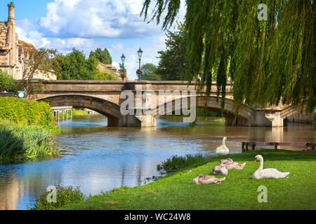 Fiume Welland, la città ponte, Stamford Lincs. Regno Unito, cigni sulla riva del fiume, bright sun Foto Stock