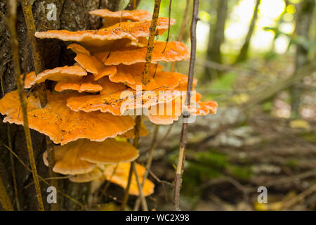 Orange polypore fungo su tronco in foresta naturale Foto Stock