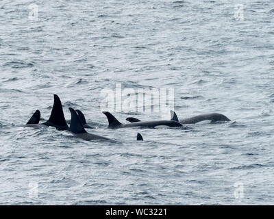 AG pod di resident orche, o orca, Orcinus orca, nel passaggio interno del sud est Alaska USA Foto Stock