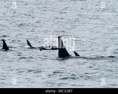 AG pod di resident orche, o orca, Orcinus orca, nel passaggio interno del sud est Alaska USA Foto Stock