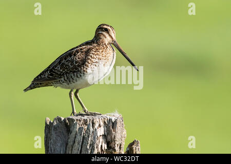 Nord America; Stati Uniti; Montana; fauna; uccelli; Shorebird; Wilson's beccaccino (Gallinago delicata); Ninepipes National Wildlife Refuge. Foto Stock