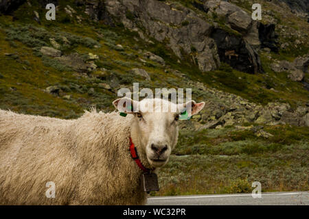 Pecore al parco nazionale di Jotunheimen, Norvegia Foto Stock