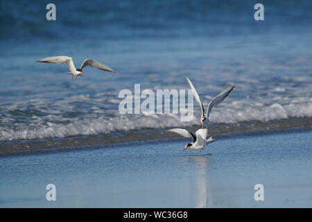 Tern comune (Sterna hirundo) con il cicerello essendo assaliti da due altri cercando di rubare il premio, Cherry Hill Beach, Nova Scotia, Canada Foto Stock