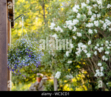 Lobelia erinus fiore (bordatura di lobelia, giardino lobelia o finale lobelia) appesa sul muro di ferro appesa di piante e fiori staffa pot all'aperto in giardino in Foto Stock