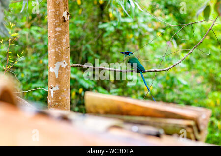 Motmot (Momotus aequatorialis), un uccello che il suo habitat naturale è subtropicale foreste montane Foto Stock