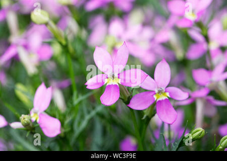 Isotoma Fizz 'n' Pop rosa scuro - Laurentia Fizz'n Pop rosa scuro - Luglio Foto Stock