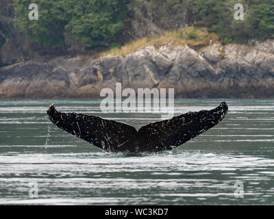 Humpback Whale, Megaptera novaeangliae, immersioni subacquee e mostrando la sua coda passera nera nell'oceano nel passaggio interno del sud est Alaska Foto Stock