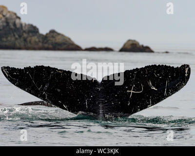 Humpback Whale, Megaptera novaeangliae, immersioni subacquee e mostrando la sua coda passera nera nell'oceano nel passaggio interno del sud est Alaska Foto Stock