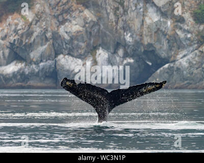 Humpback Whale, Megaptera novaeangliae, immersioni subacquee e mostrando la sua coda passera nera nell'oceano nel passaggio interno del sud est Alaska Foto Stock