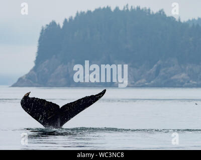 Humpback Whale, Megaptera novaeangliae, immersioni subacquee e mostrando la sua coda passera nera nell'oceano nel passaggio interno del sud est Alaska Foto Stock