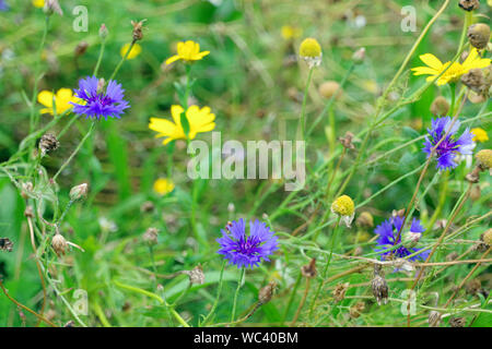 Fiori selvatici che crescono in parco Foto Stock