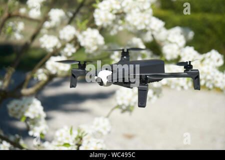 Drone in volo in un albero di pera in bloom Foto Stock