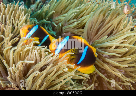 Clark, Anemonefish Amphiprion clarkii, in host anemone marittimo, Taveuni, Figi, Oceano Pacifico del Sud Foto Stock
