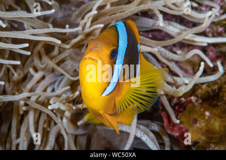 Clark, Anemonefish Amphiprion clarkii, in host anemone marittimo, Taveuni, Figi, Oceano Pacifico del Sud Foto Stock