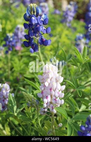 Blu e Rosa Bluebonnet fioritura al San Angelo, Texas Lilly giardino. Foto Stock