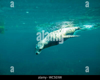 Il leone marino della California (Zalophus californianus) per immersioni subacquee. Foto Stock