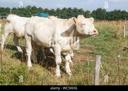 Vacche Charolaise nel campo di una fattoria in Bretagna Foto Stock
