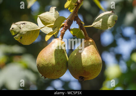 Pere maturazione su di un albero di pera in un frutteto durante l'estate Foto Stock