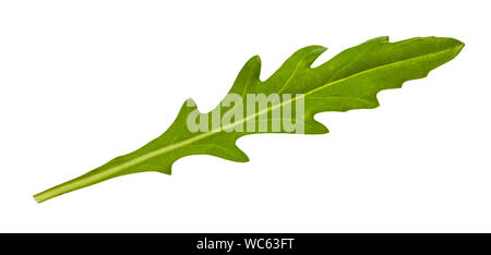 Foglia naturale di foglie di rucola (Rocket, Eruca, rucola) herb isolati su sfondo bianco Foto Stock