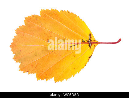 Giallo caduto foglie di biancospino, albero isolato su sfondo bianco Foto Stock