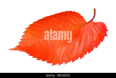 Red caduto foglie di olmo isolati su sfondo bianco Foto Stock