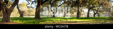 Rovine di Plantation House e di lecci, South Carolina, ampio panorama Foto Stock