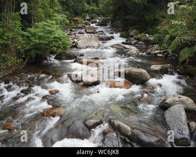 Foresta pluviale tropicale e fiume giungla o ruscello che scorre veloce con acqua bianca nella foresta vicino Boquete a Panama. Vicino alle cascate Wendys. Foto Stock