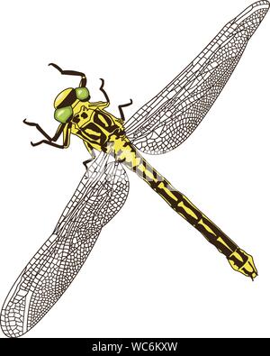 Disegnate a mano a forma di libellula illustrazione vettore isolato su sfondo bianco Illustrazione Vettoriale