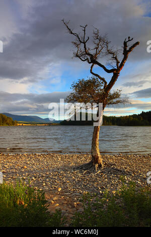 Lone Tree sulle rive di Loch Pityoolish vicino ad Aviemore, Cairngorms National Park, Scozia, Gran Bretagna.2 Foto Stock