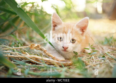 Rosso chiaro cucciolo bianco si trova in erba, giornata di sole Foto Stock