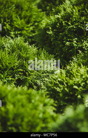 Primo piano della bella e verde foglie di natale di Thuja alberi su sfondo verde. Rametto occidentalis è una conifera sempreverde. Platycladus orienta Foto Stock