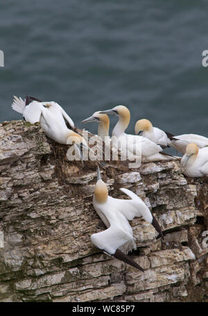 Northern Sule, Morus bassana, coppia di adulti combattimenti, Bempton Cliffs, Yorkshire, Regno Unito. Foto Stock