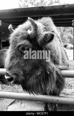 Salvare la specie. Unione o bisonti americani o wisent nel paddock o zoo. Grande bison marrone del gruppo wisent. Wild wisent con corna. Wisent animale in wildpark. Foto Stock