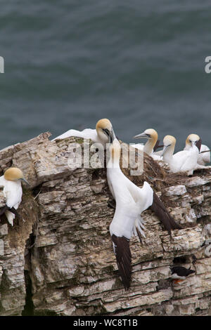 Northern Sule, Morus bassana, coppia di adulti combattimenti, Bempton Cliffs, Yorkshire, Regno Unito. Foto Stock