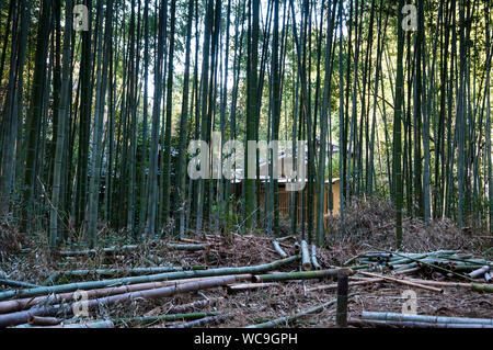 Casa gialla nella grande Foresta di bambù o Foresta di bambù di Arashiyama di Kyoto, Giappone. Foto Stock